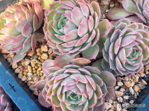 多肉植物适宜在春秋季节养殖，此时气候适宜