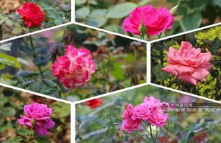 南湖公园里的月季品种多达40多种,占地约2万平方米,一排排颜色各异的月季花争相绽放,美丽非chang。