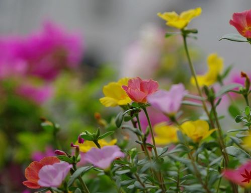 二月兰+紫花地丁：石缝求生