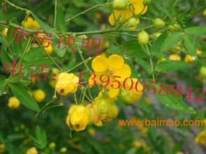 问：什么花适合在干旱的山地生长