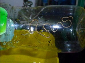 铁线虫的恐怖入侵