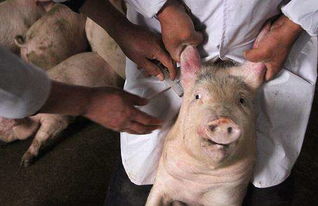 猪肺疫冬季防控有哪些有效方法，真的不可怕吗？