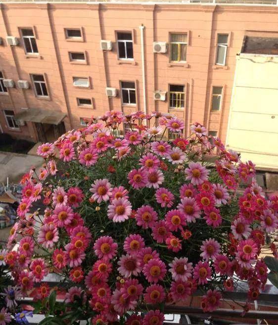 阳台花草选择心得