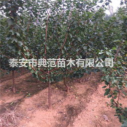 种大杏仁就像养孩子：泰安徂徕山的启示