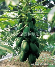 木瓜的食用方法