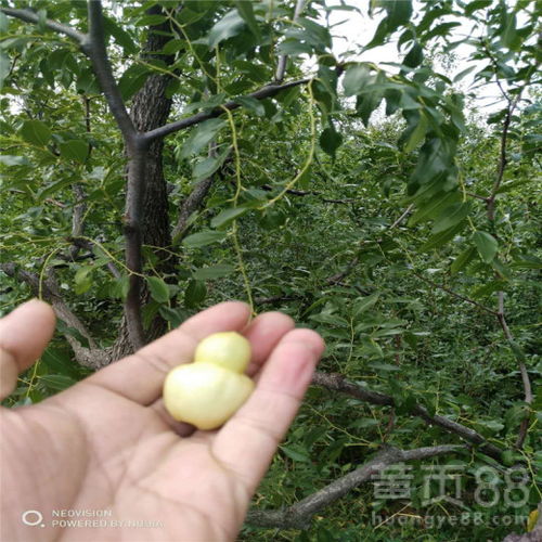 赤霉素的使用技巧