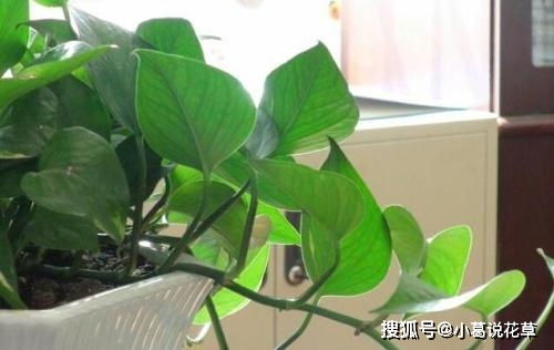 绿萝养护小贴士