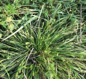 茎秆横切面 鉴别幼苗的好帮手