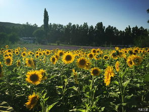 种子撒下去半个月没动静咋整？