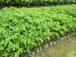 上海苗圃基地特色苗木大揭秘