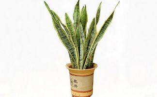 虎皮兰喜阴还是喜阳？新手养殖如何避免常见问题