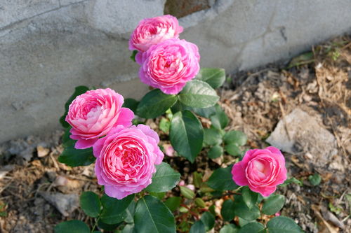 月季花苞的养殖：保持水质