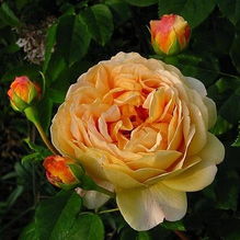 玫瑰与月季的区别