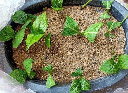 根系修剪的争议