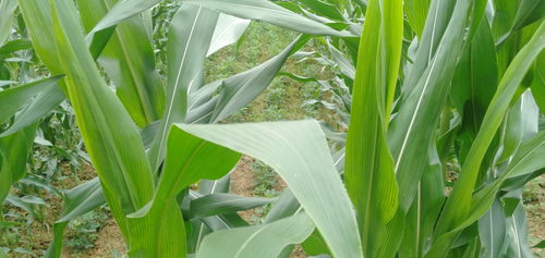 玉米种植需用多少化肥？施用何种肥料最适宜