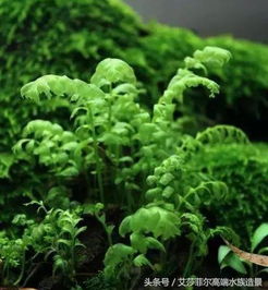 冷水草揭秘：草缸中的清凉之选
