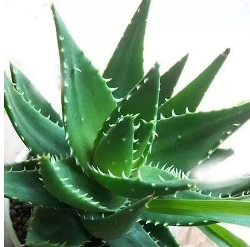 芦荟移栽分株，如何操作更易成活