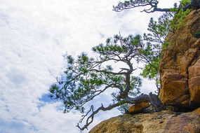 辽宁景观松树价格探秘：不同规格的松树，价格大揭秘！