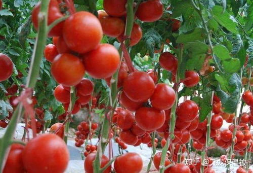 番茄种植攻略：春季播种，最佳种植时机！