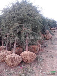 二、 30公分与20公分雪松小苗的价格差异