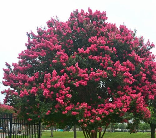 紫微树， 河南的院子里的新宠