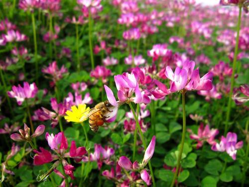 野外生长的野花大揭秘