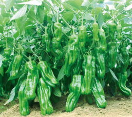 辣椒：夏日餐桌的常客