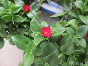 净化空气， 美化家居