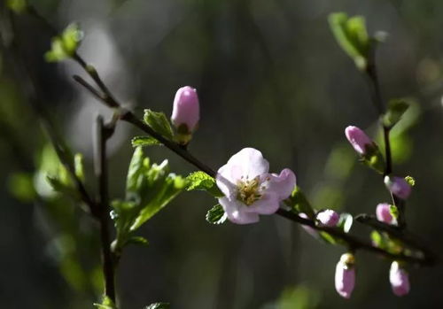山黧豆经济价值高，新花卉市场潜力大