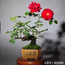 3. 控制生殖生长