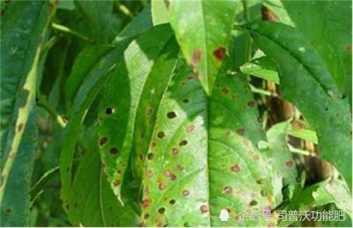 桃树锈病的症状