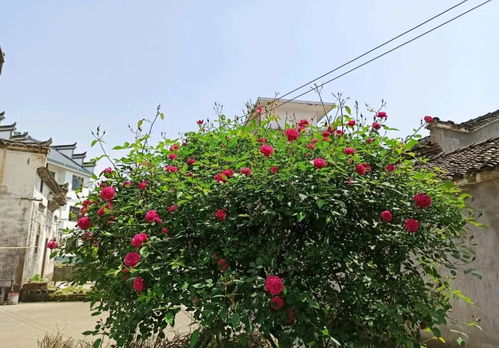 月季树的故事：110岁的生命力