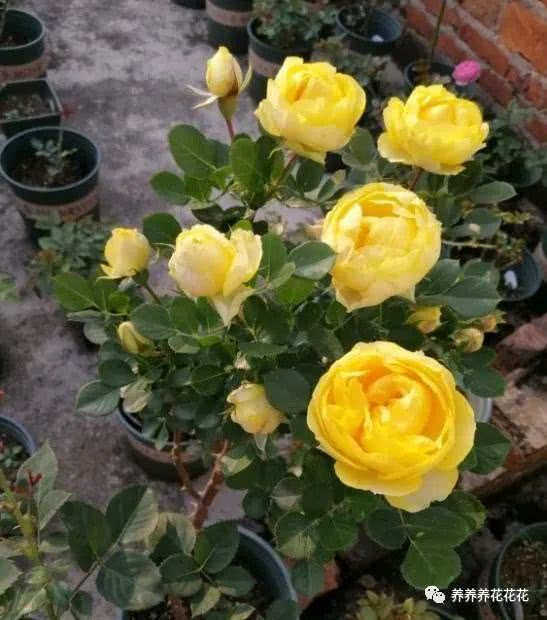 3. 刚换盆的月季花不施肥