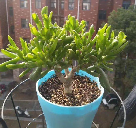 夏天出门植物怎么浇水？浇透还是适量