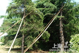 加固雪松与风障， 抗寒保温两不误