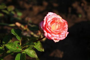 柠檬树雌雄花如何分辨？