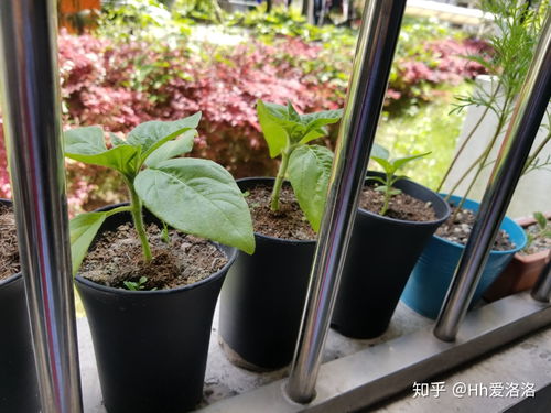 浇水施肥不嫩少