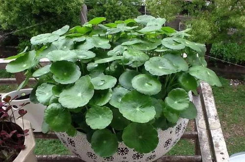 铜钱草盆景的观赏价值和环保意义