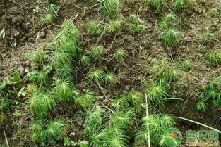 苗木猝倒病：一场无声的灾难