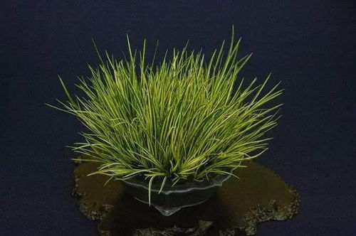 金钱蒲的来历和特点