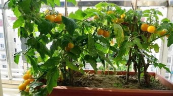 “柠檬树单株结果，养眼又美味！”