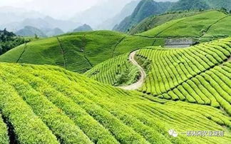 贵州的草，既美观又赚钱，种植一年嫩省2万元？揭秘！