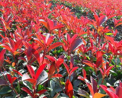 优点三：修剪方便