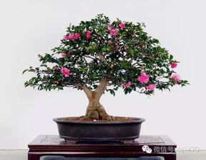 嫁接方式， 多样选择