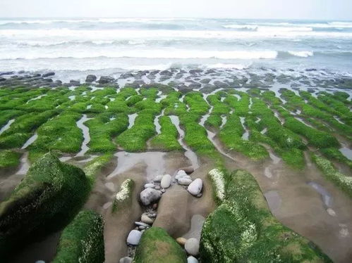 藏荸荠：高原植物中的“水下氧气瓶”