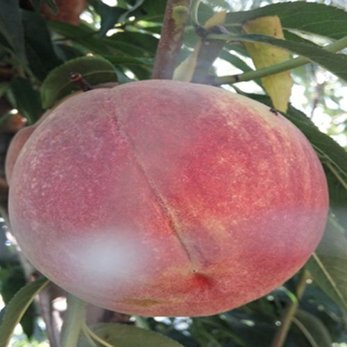 野生桃子与绿化带桃子的区别