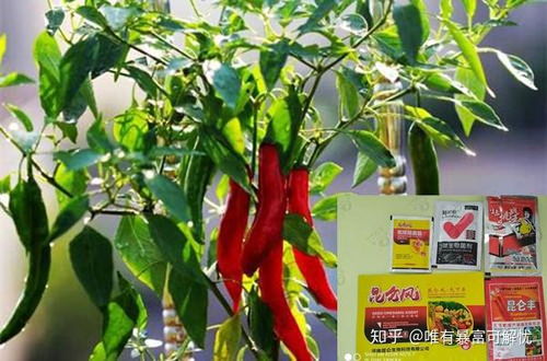 施肥对授粉的影响