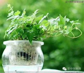 长春藤的美丽变身记