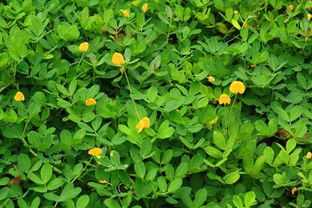 花生矮壮素施用的基本时间