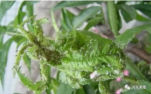 抗性蚜虫的烦恼，农药来帮忙